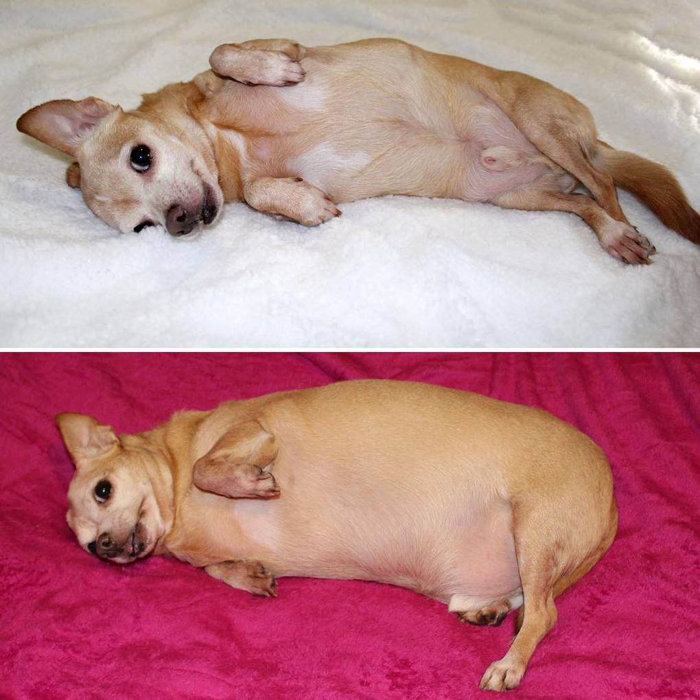 Фотография: 20 фотографий собак до и после того, как они взяли себя в лапы и смогли похудеть №20 - BigPicture.ru