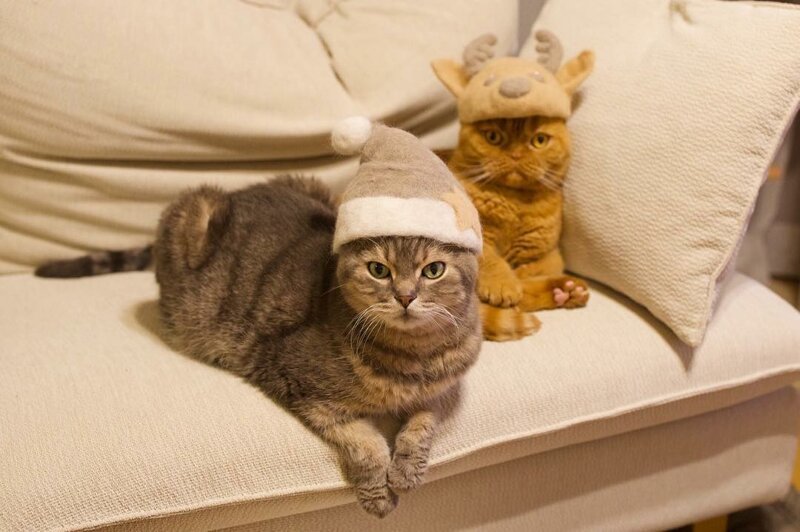 Фотография: Смешные коты в колпачках из собственной шерсти №5 - BigPicture.ru
