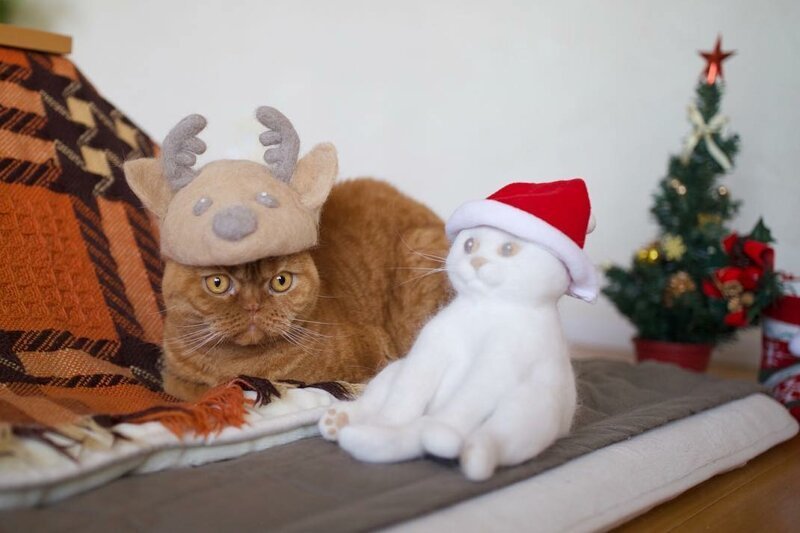 Фотография: Смешные коты в колпачках из собственной шерсти №6 - BigPicture.ru