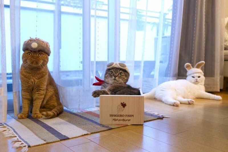 Фотография: Смешные коты в колпачках из собственной шерсти №9 - BigPicture.ru