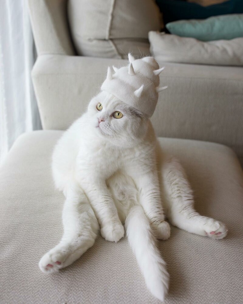 Фотография: Смешные коты в колпачках из собственной шерсти №11 - BigPicture.ru