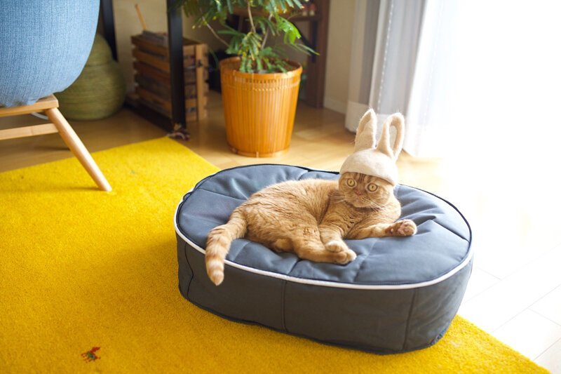 Фотография: Смешные коты в колпачках из собственной шерсти №15 - BigPicture.ru