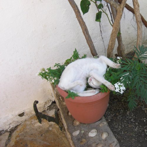 Фотография: 20 кошачьих растений, которые требуют ласки и еды №16 - BigPicture.ru