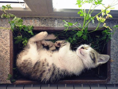 Фотография: 20 кошачьих растений, которые требуют ласки и еды №7 - BigPicture.ru