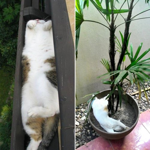 Фотография: 20 кошачьих растений, которые требуют ласки и еды №18 - BigPicture.ru