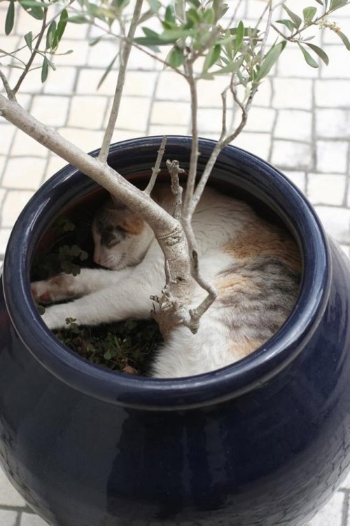 Фотография: 20 кошачьих растений, которые требуют ласки и еды №15 - BigPicture.ru