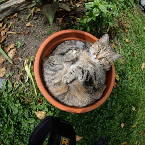 Фотография: 20 кошачьих растений, которые требуют ласки и еды №14 - BigPicture.ru