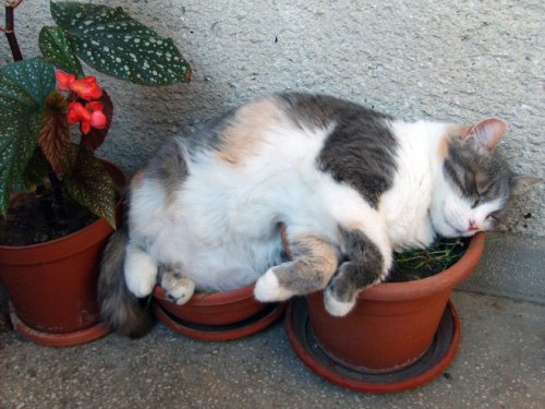 Фотография: 20 кошачьих растений, которые требуют ласки и еды №17 - BigPicture.ru