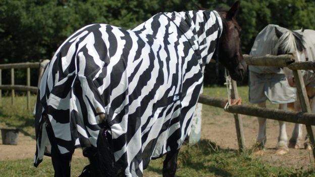 Фотография: Ученые разгадали секрет окраски зебры. Вы будете удивлены №3 - BigPicture.ru