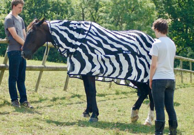 Фотография: Ученые разгадали секрет окраски зебры. Вы будете удивлены №4 - BigPicture.ru