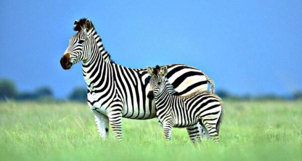 Ученые разгадали секрет окраски зебры. Вы будете удивлены