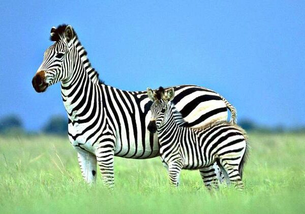 Ученые разгадали секрет окраски зебры. Вы будете удивлены