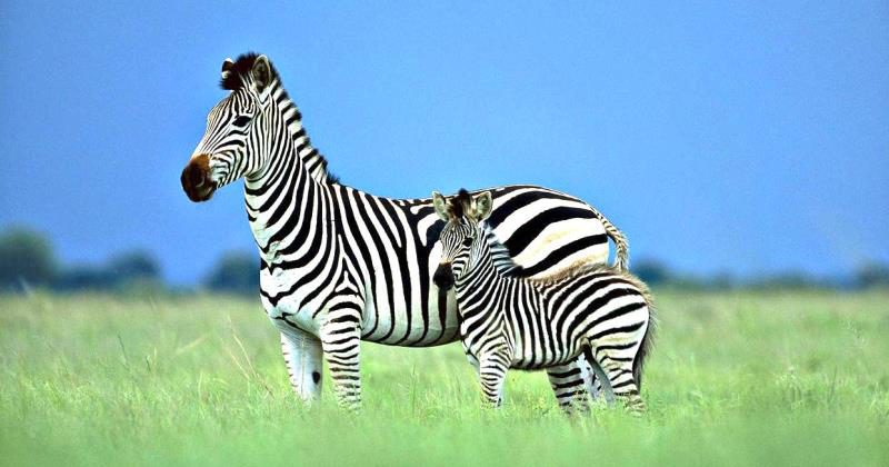 Фотография: Ученые разгадали секрет окраски зебры. Вы будете удивлены №1 - BigPicture.ru