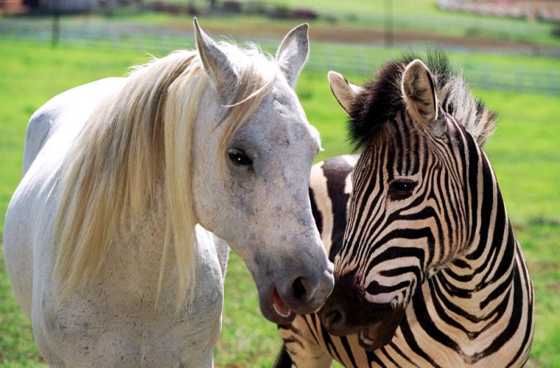 Фотография: Ученые разгадали секрет окраски зебры. Вы будете удивлены №2 - BigPicture.ru
