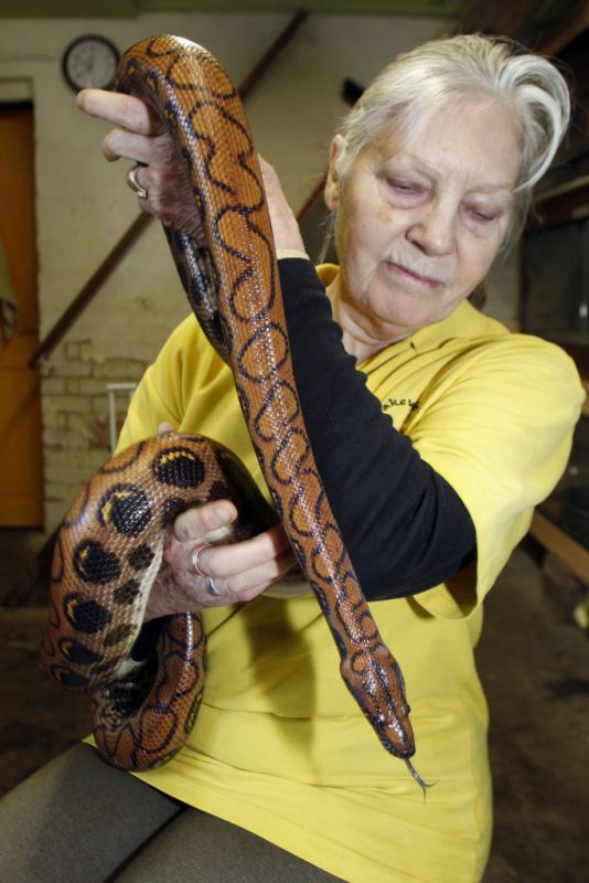 Фотография: Миллионы на хобби: как английская пенсионерка стала повелительницей змей №6 - BigPicture.ru