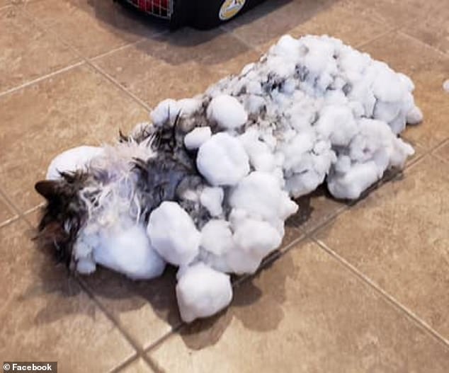 Фотография: Вдохнули жизнь: замерзшего котика, найденного в сугробе, воскресили ветеринары №2 - BigPicture.ru