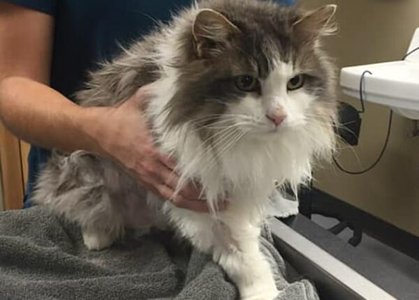 Вдохнули жизнь: замерзшего котика, найденного в сугробе, воскресили ветеринары