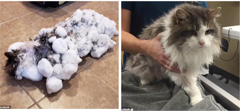 Фотография: Вдохнули жизнь: замерзшего котика, найденного в сугробе, воскресили ветеринары №1 - BigPicture.ru