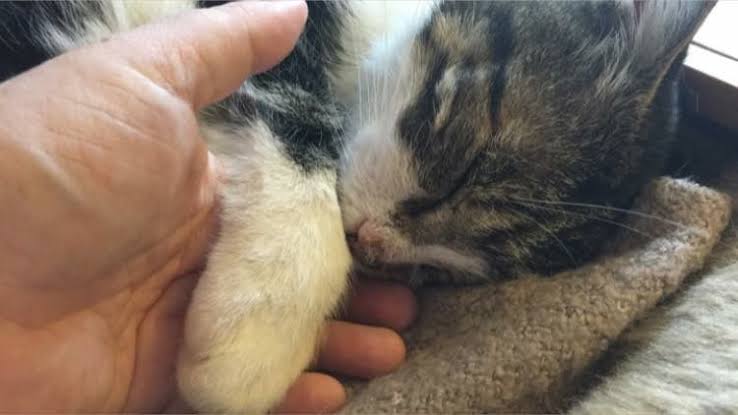 Фотография: Вдохнули жизнь: замерзшего котика, найденного в сугробе, воскресили ветеринары №5 - BigPicture.ru