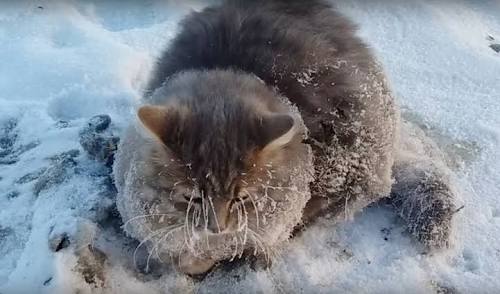 Фотография: Вдохнули жизнь: замерзшего котика, найденного в сугробе, воскресили ветеринары №6 - BigPicture.ru