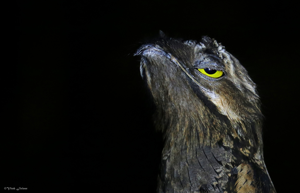 Фотография: Лицо с обложки: венесуэльская птичка поту строит глазки лучше, чем звезды №7 - BigPicture.ru