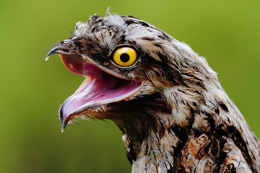 Фотография: Лицо с обложки: венесуэльская птичка поту строит глазки лучше, чем звезды №4 - BigPicture.ru