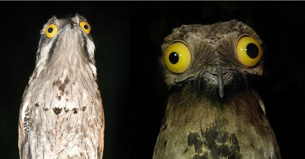 Фотография: Лицо с обложки: венесуэльская птичка поту строит глазки лучше, чем звезды №1 - BigPicture.ru