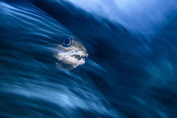 Фотография: Во владениях Нептуна: подводное царство на фотографиях конкурса 2019 Underwater Photographer of the Year №5 - BigPicture.ru