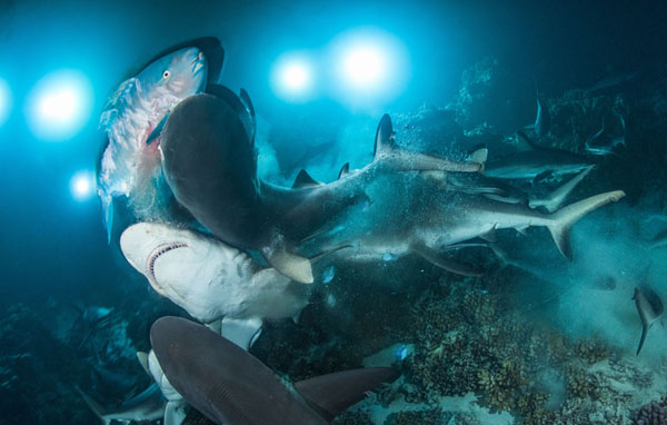 Во владениях Нептуна: подводное царство на фотографиях конкурса 2019 Underwater Photographer of the Year