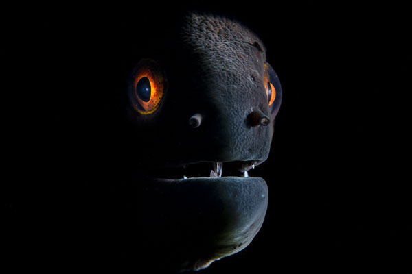 Фотография: Во владениях Нептуна: подводное царство на фотографиях конкурса 2019 Underwater Photographer of the Year №15 - BigPicture.ru
