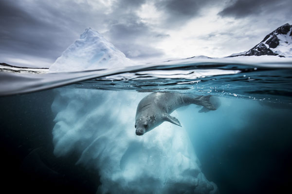 Фотография: Во владениях Нептуна: подводное царство на фотографиях конкурса 2019 Underwater Photographer of the Year №19 - BigPicture.ru