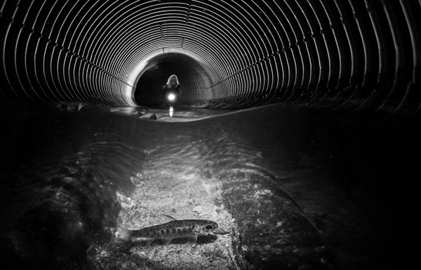 Фотография: Во владениях Нептуна: подводное царство на фотографиях конкурса 2019 Underwater Photographer of the Year №20 - BigPicture.ru