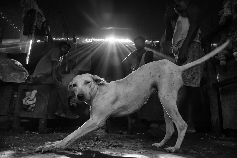 Фотография: Честные и пронзительные: кадры индийского фотографа, запечатлевшие животных №3 - BigPicture.ru