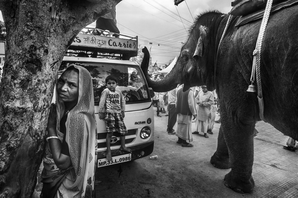 Черно-белые снимки животных от индийского фотографа. Фото