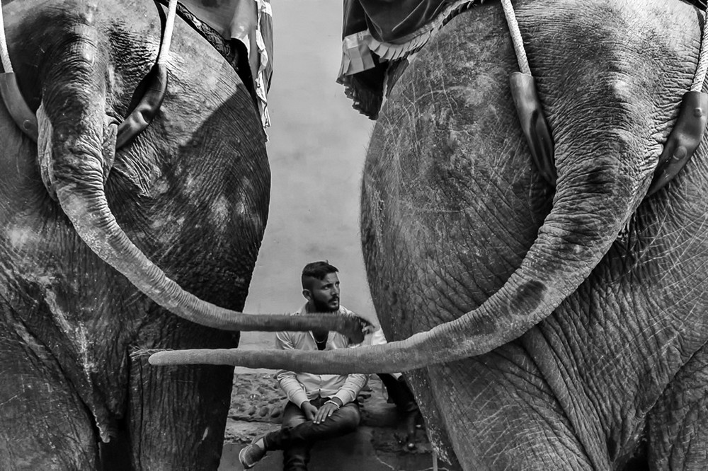Фотография: Честные и пронзительные: кадры индийского фотографа, запечатлевшие животных №11 - BigPicture.ru