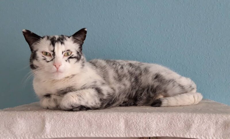 Фотография: Когда витилиго – красиво: как выглядит кошка с нарушением пигментации №16 - BigPicture.ru