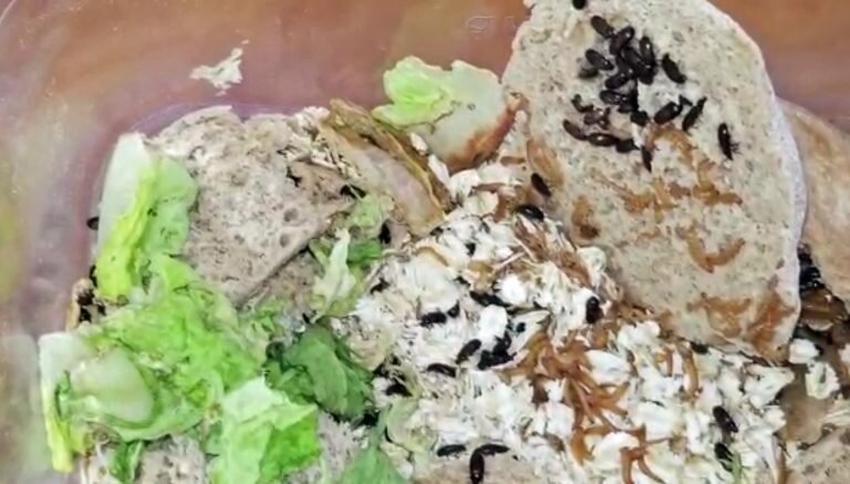 Фотография: Американка ест китайских жуков-долгоносиков, чтобы вечно оставаться молодой №3 - BigPicture.ru