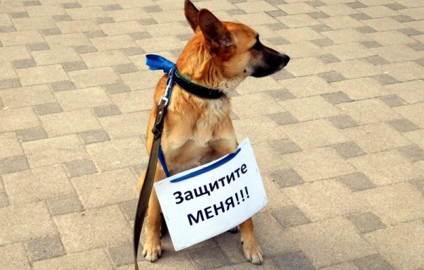 Фотография: Зоозащита, спасательницы и дуры: про зоошизу с просторов интернета №8 - BigPicture.ru