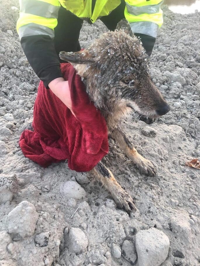 Фотография: Ошибочка вышла: эстонцы спасли из ледяной реки собаку, а она оказалась волком №3 - BigPicture.ru