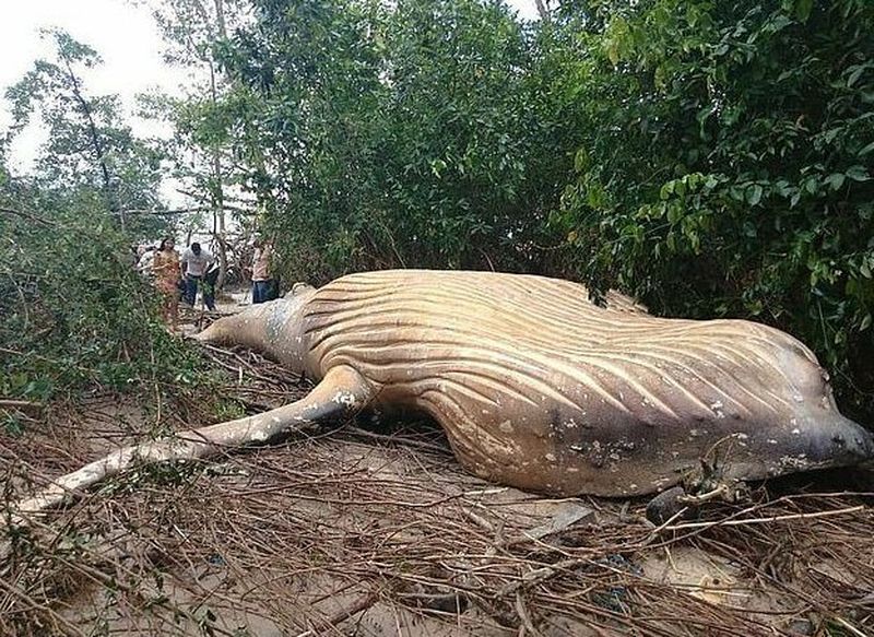 Фотография: Природа подкинула загадку: 10-метровый кит обнаружен в амазонских джунглях №1 - BigPicture.ru