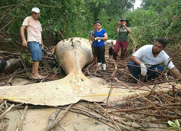 Фотография: Природа подкинула загадку: 10-метровый кит обнаружен в амазонских джунглях №2 - BigPicture.ru