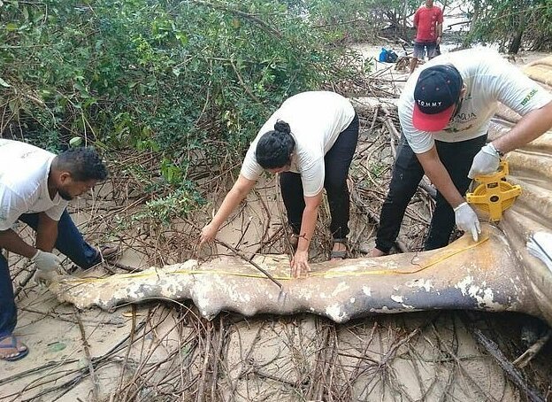 Фотография: Природа подкинула загадку: 10-метровый кит обнаружен в амазонских джунглях №3 - BigPicture.ru