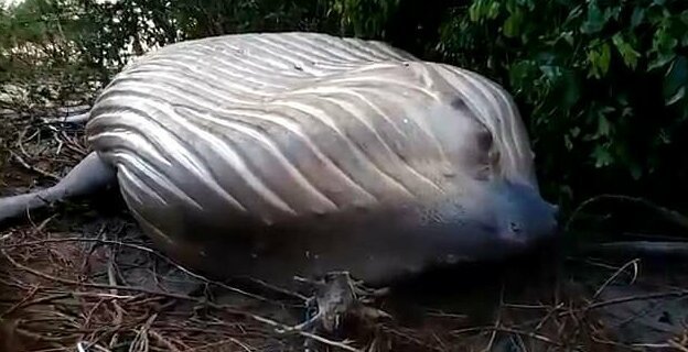 Фотография: Природа подкинула загадку: 10-метровый кит обнаружен в амазонских джунглях №6 - BigPicture.ru