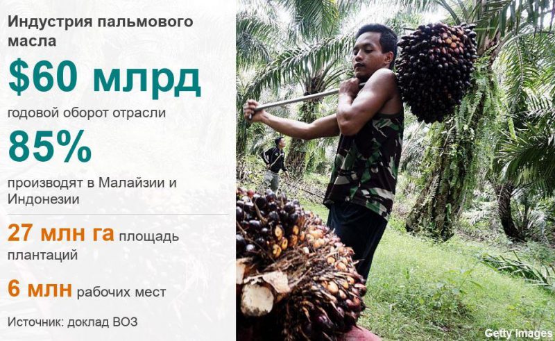 Фотография: Разоблачение пальмового масла: доклад Всемирной Организации Здравоохранения №4 - BigPicture.ru