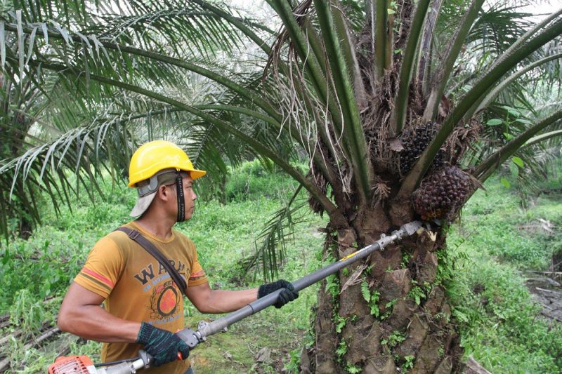 Фотография: Разоблачение пальмового масла: доклад Всемирной Организации Здравоохранения №3 - BigPicture.ru