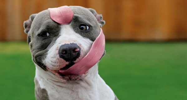 Когда программа «собака» дала сбой и зависла, 15+ забавных фото с домашними любимцами