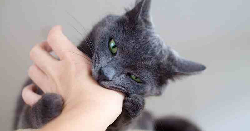 Фотография: В США кошка поцарапала ребенка и... заразила его шизофренией №1 - BigPicture.ru