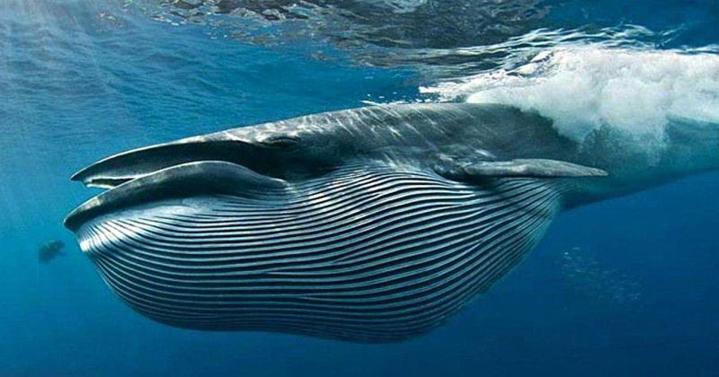 Фотография: Дайвера из ЮАР чуть не проглотил кит как библейского Иону №1 - BigPicture.ru