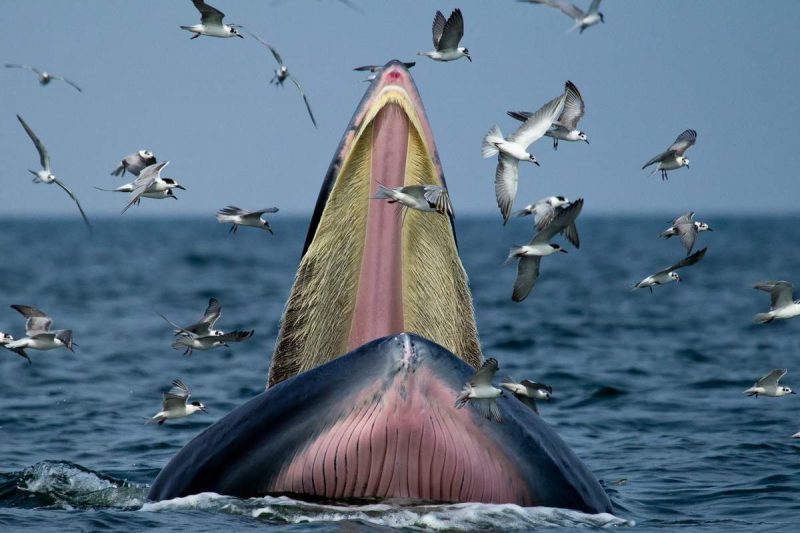 Фотография: Дайвера из ЮАР чуть не проглотил кит как библейского Иону №4 - BigPicture.ru