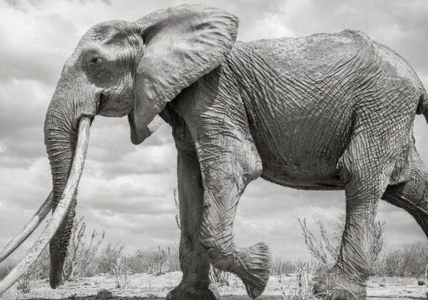 В Кении умерла редкая слониха с «супербивнями»